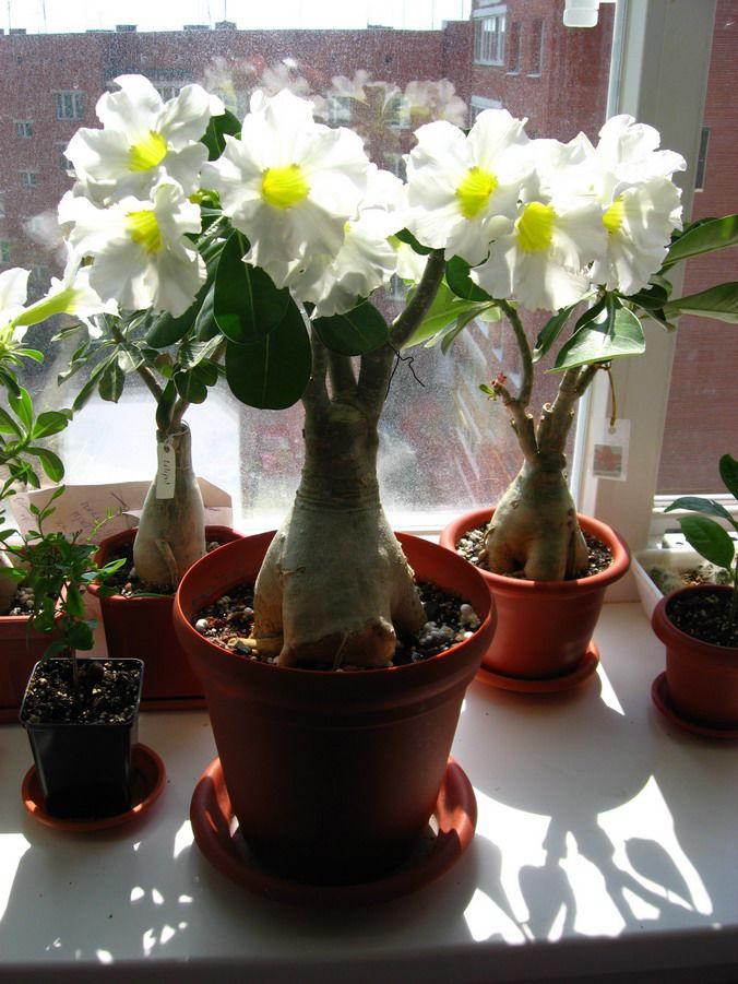 Адениумы Цветок Уход В Домашних Условиях Фото