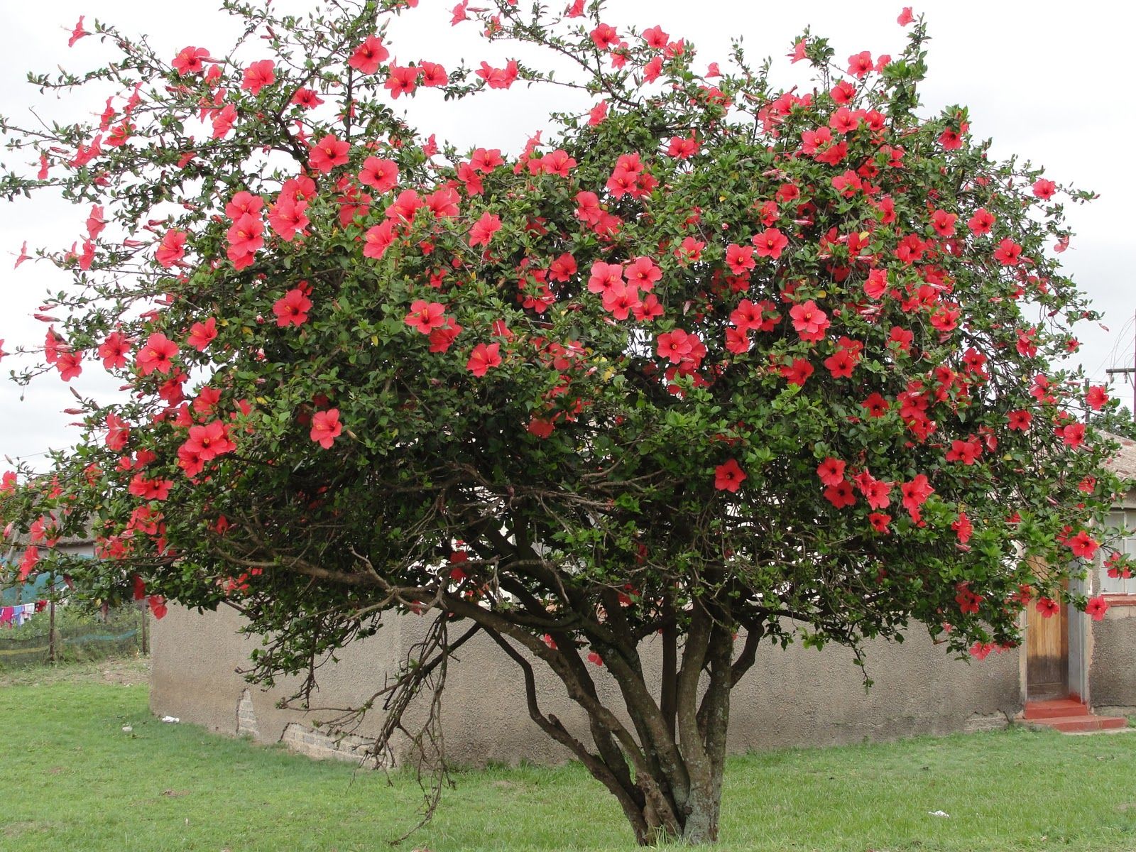 Гибискус Комнатный Цветок С Красными Цветами Фото