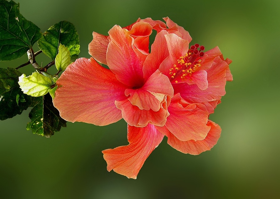 Гибискус Комнатный Цветок С Красными Цветами Фото