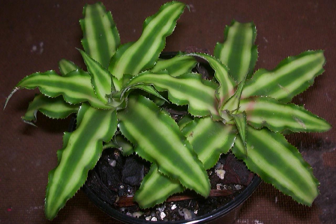 Растение криптантус: фото и уход в домашних условиях