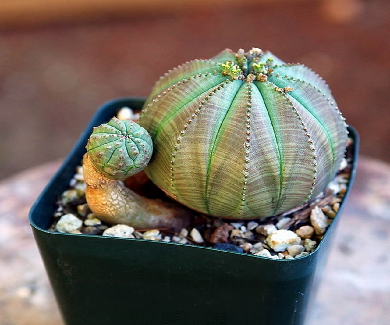 Молочай тучный. Эуфорбия obesa. Молочай obesa. Суккулент Euphorbia obesa. Euphorbia obesa/эуфорбия обеса.