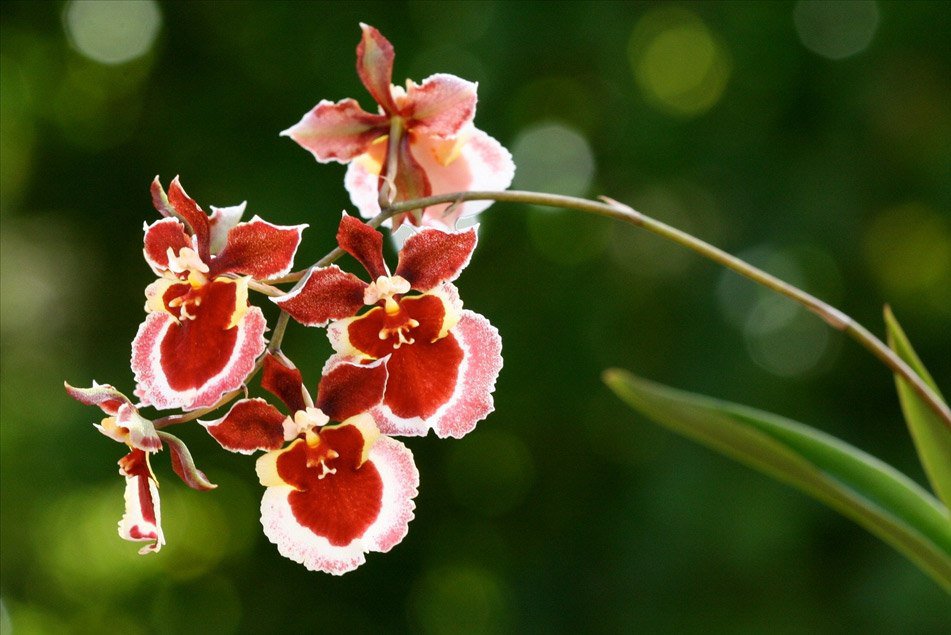 Орхидея онцидиум твинкле