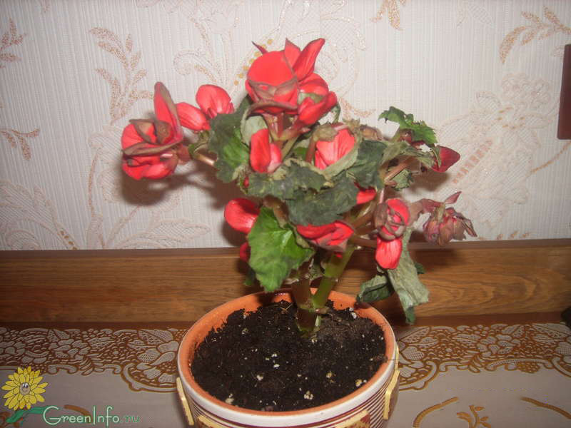 Цветок Иван Да Марья Комнатный Фото