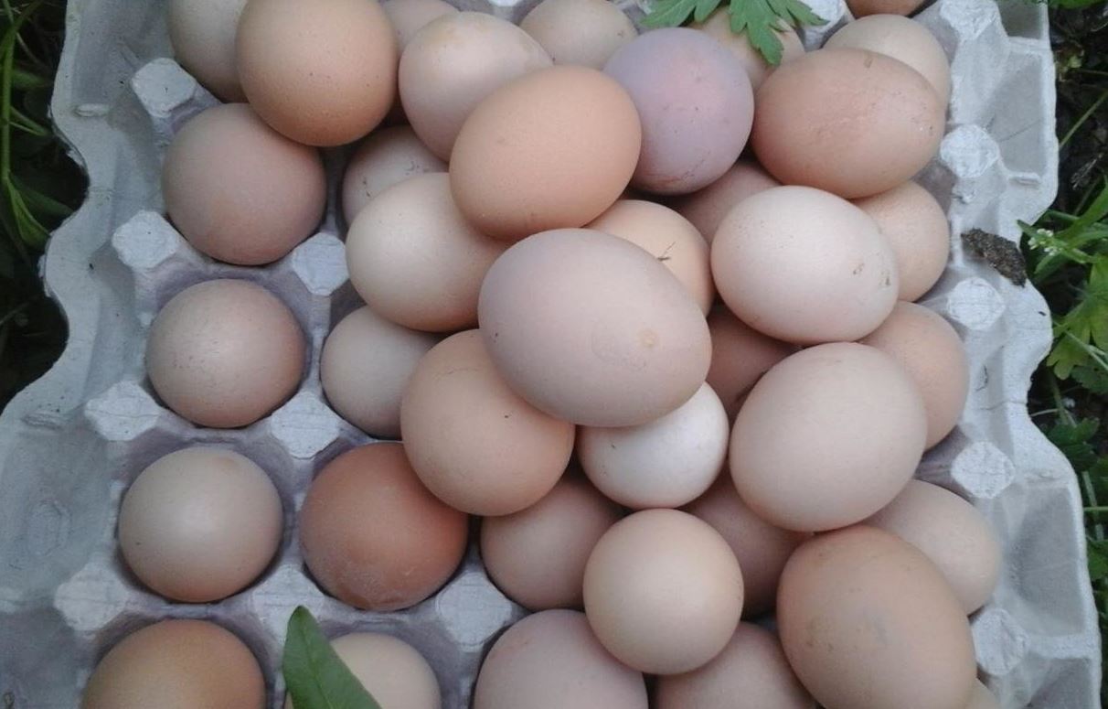 Купить инкубационные яйца пород кур. Яйцо Адлерской серебристой. Адлерская порода кур яйцо. Яйца Адлерской серебристой курицы. Адлеровская серебро яйца курица.