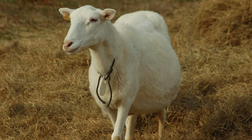 Окот овец беременность роды ягнение сколько раз в год
