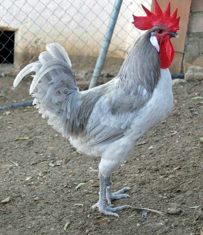 Пепельно голубая курица. Куры Андалузская голубая. Куры породы Андалузская. Андалузская голубая курица.