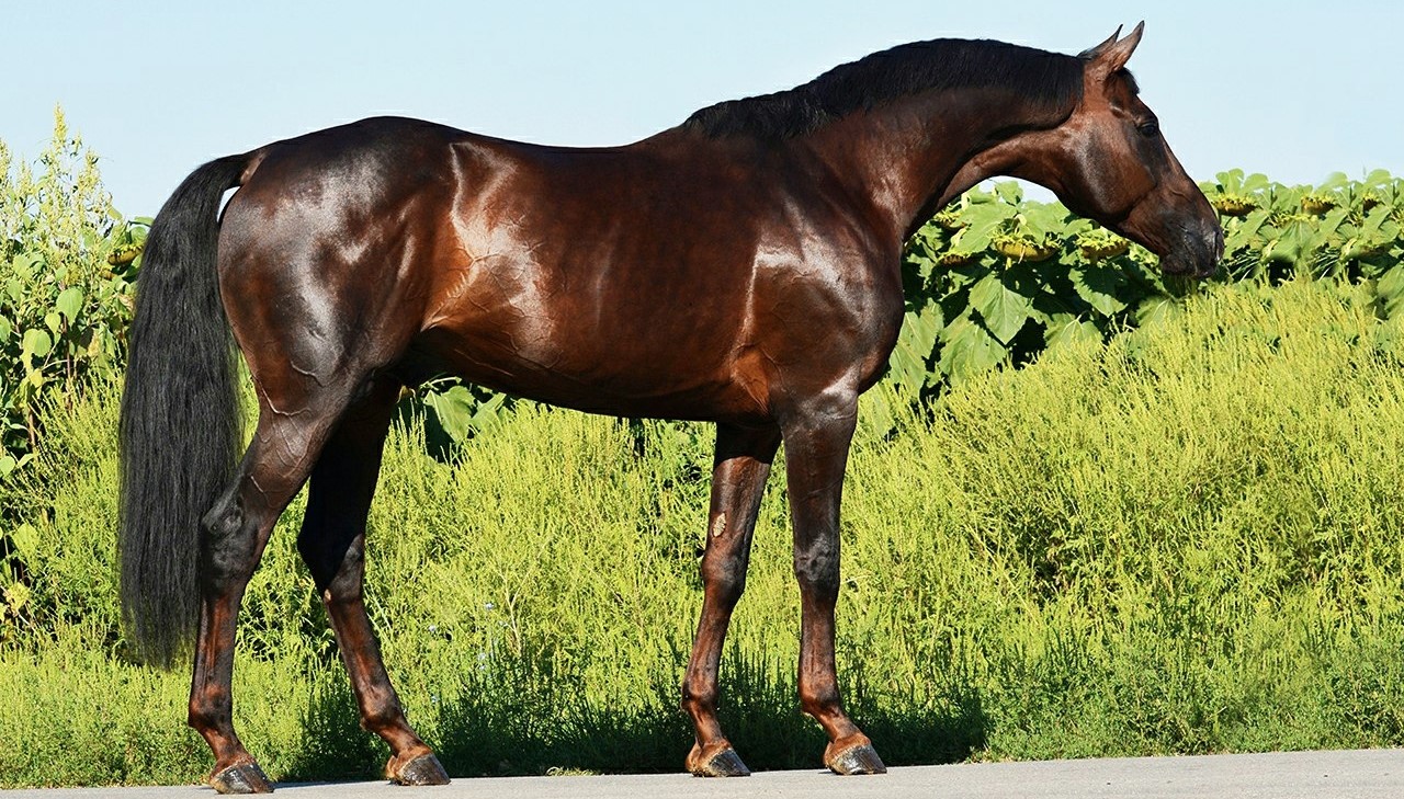 Буденновская лошадь характеристики и особенности породы