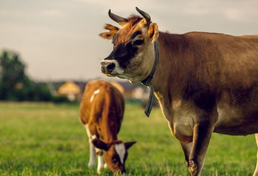 Джерсейская порода коров : характеристика и описание породы