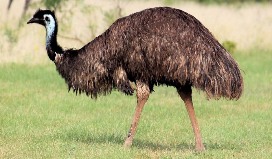 Австралийский страус эму описание разведение