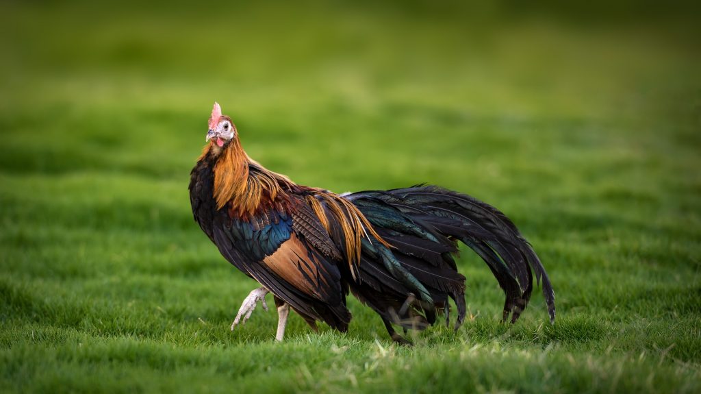 Куры феникс описание породы кур, яйценоскость и внешний вид птицы, фото, видео