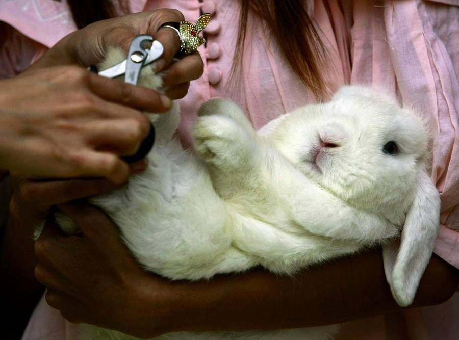 Как подстричь когти кролику? Как правильно их подстригать кролику в домашних условиях? Как часто нужно стричь? Инструкция по стрижке когтей