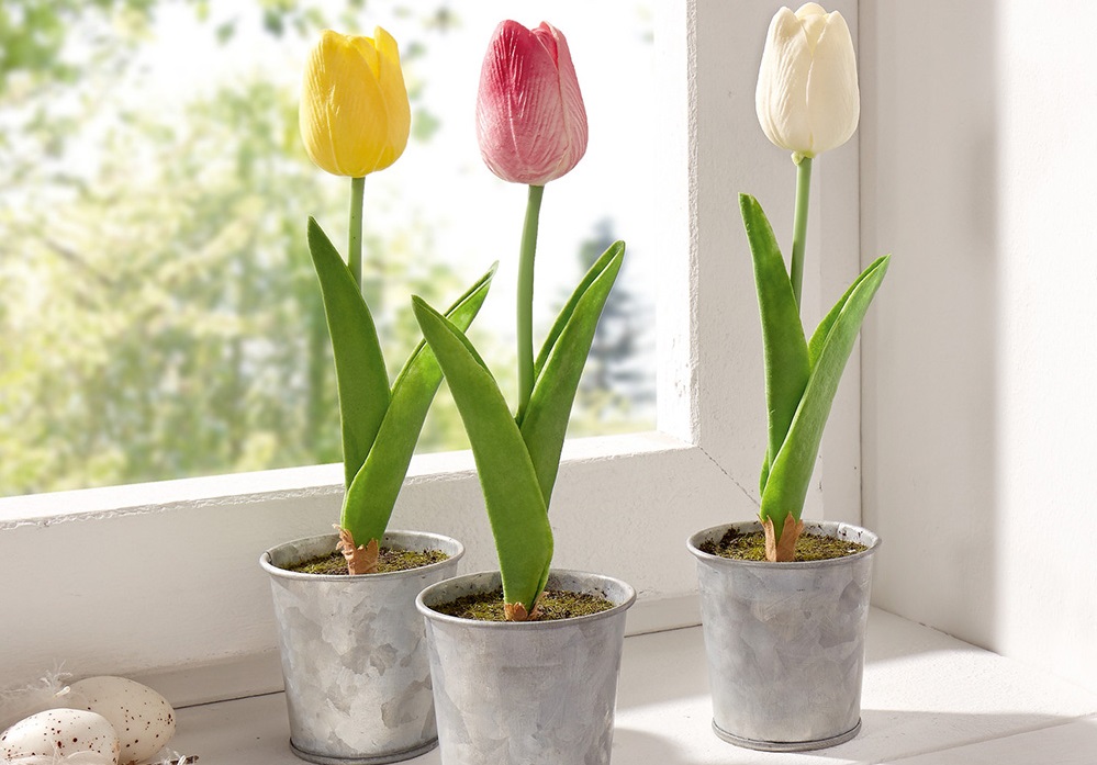 Как вырастить тюльпаны дома в горшке зимой?