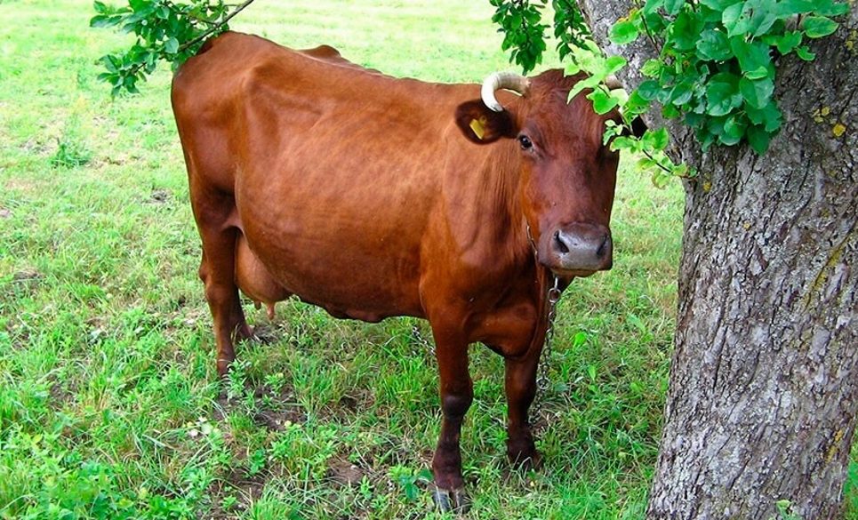Красногорбатовская порода коров: характеристика продуктивности и особенности разведения - Общая информация