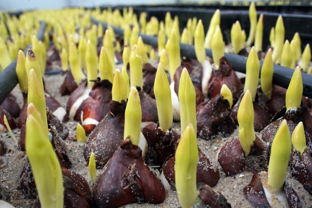 Как хранить луковицы тюльпанов до посадки