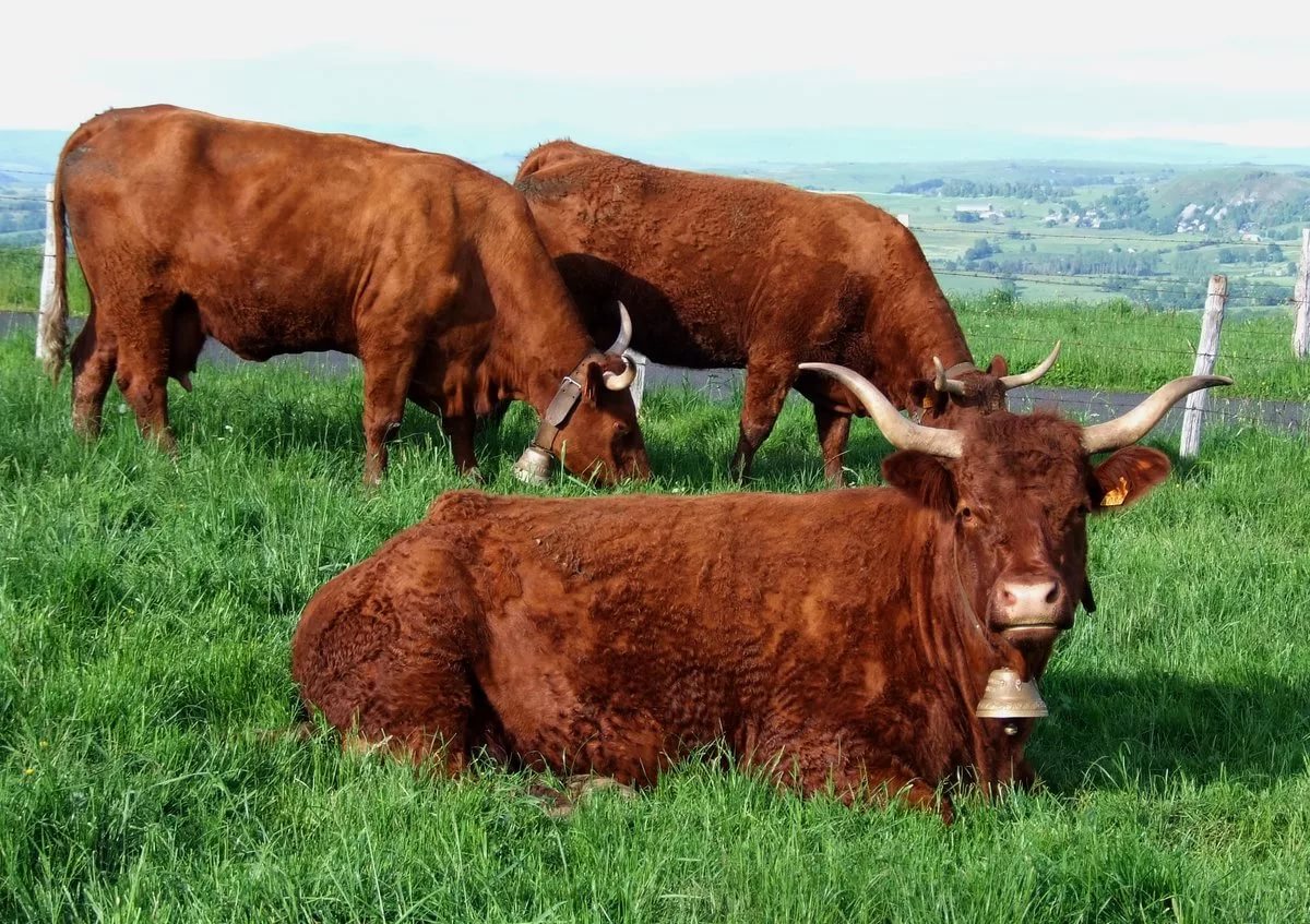 картинки коровы разных пород и телята