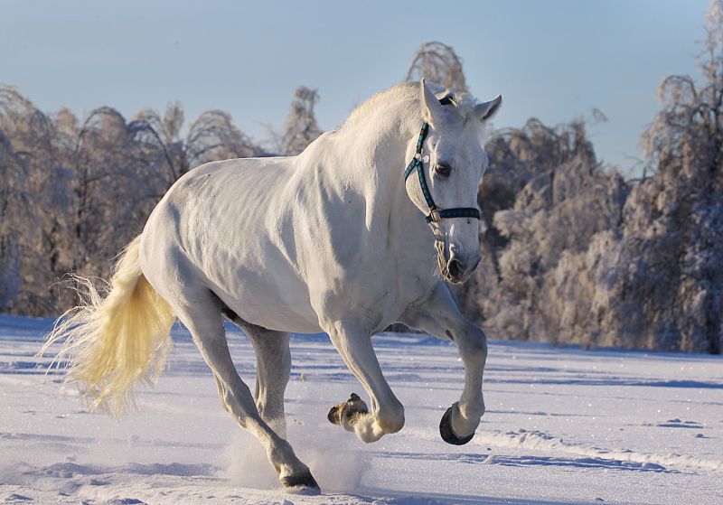 Порода лошадей Орловский рысак: описание, содержание, уход