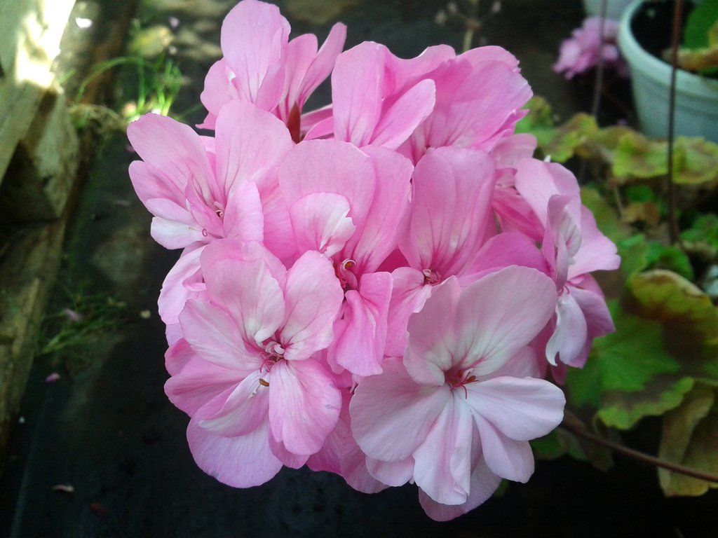 Пеларгония brookside rose фото и описание