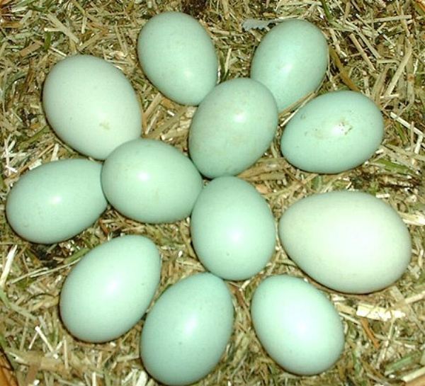 Куры Которые Несут Зеленые Яйца Фото