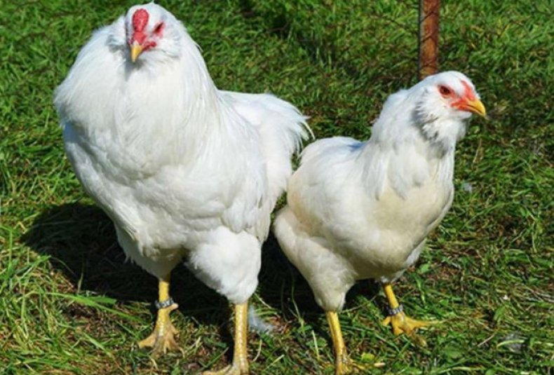 Фото Курицы Несущей Зеленые Яйца