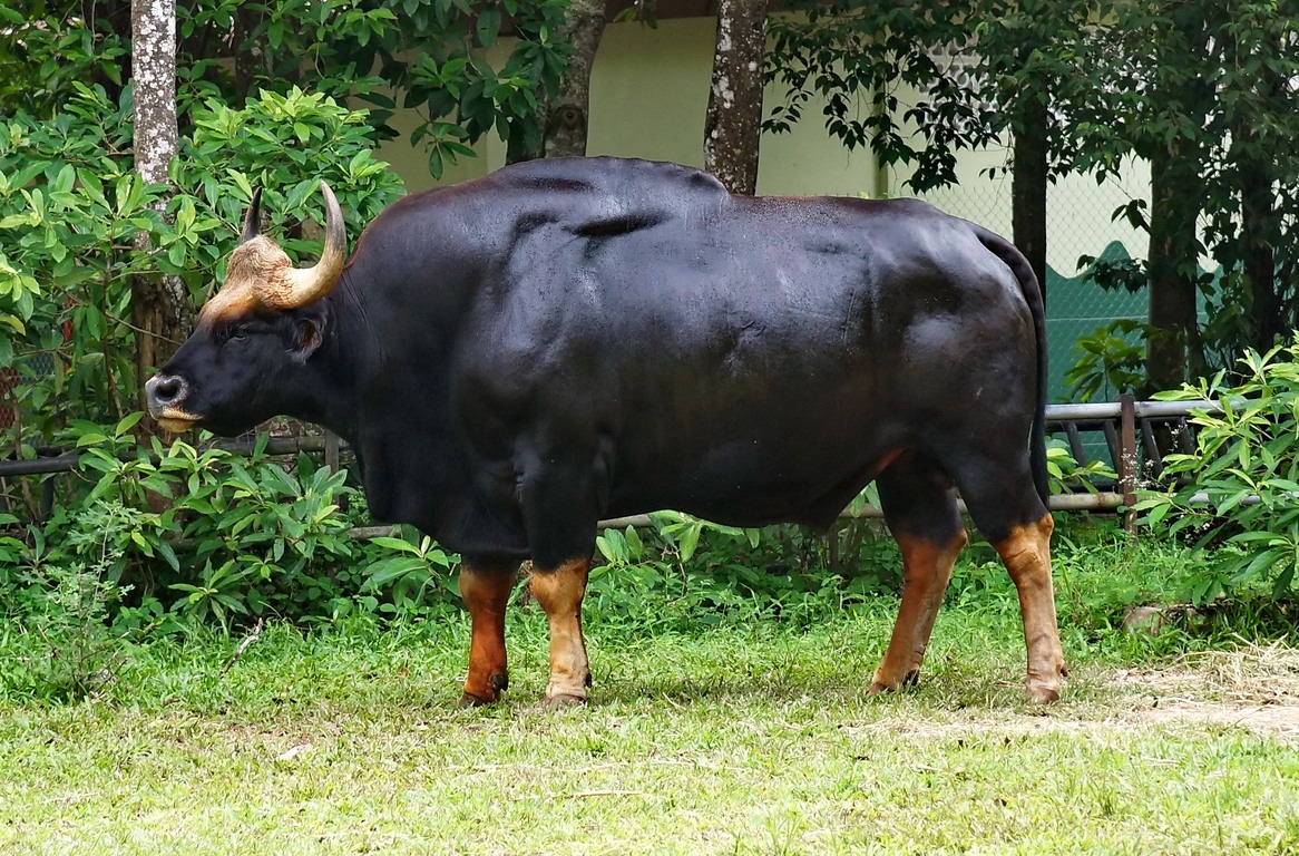 Самый большой бык в мире Гаур