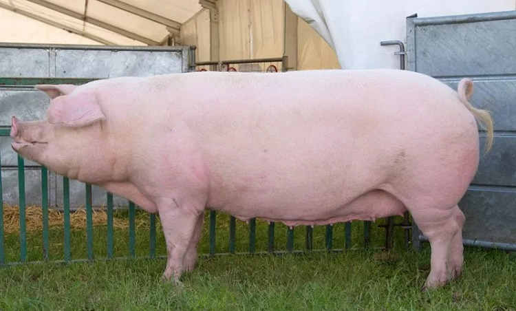 Самая Большая Свинья В Мире Фото Вес