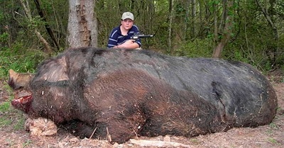 Самая Большая Свинья В Мире Фото Вес