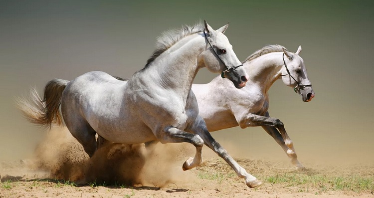 Сколько живут лошади? Сколько лет в среднем живут кони в домашних условиях? Срок жизни в дикой природе. Как определить возраст по зубам?