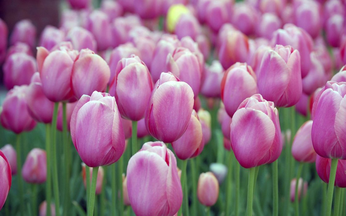 Перламутрово розовые тюльпаны