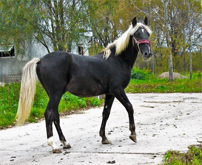 Рассмотрите фотографию коричневой лошади с черными ногами гривой и хвостом выберите характеристики