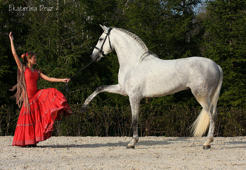 Андалузская ночь. Испанская порода лошадей Андалузская. Андалузская лошадь испанский шаг. Чистокровная испанская лошадь. Андалузская лошадь со всадником.