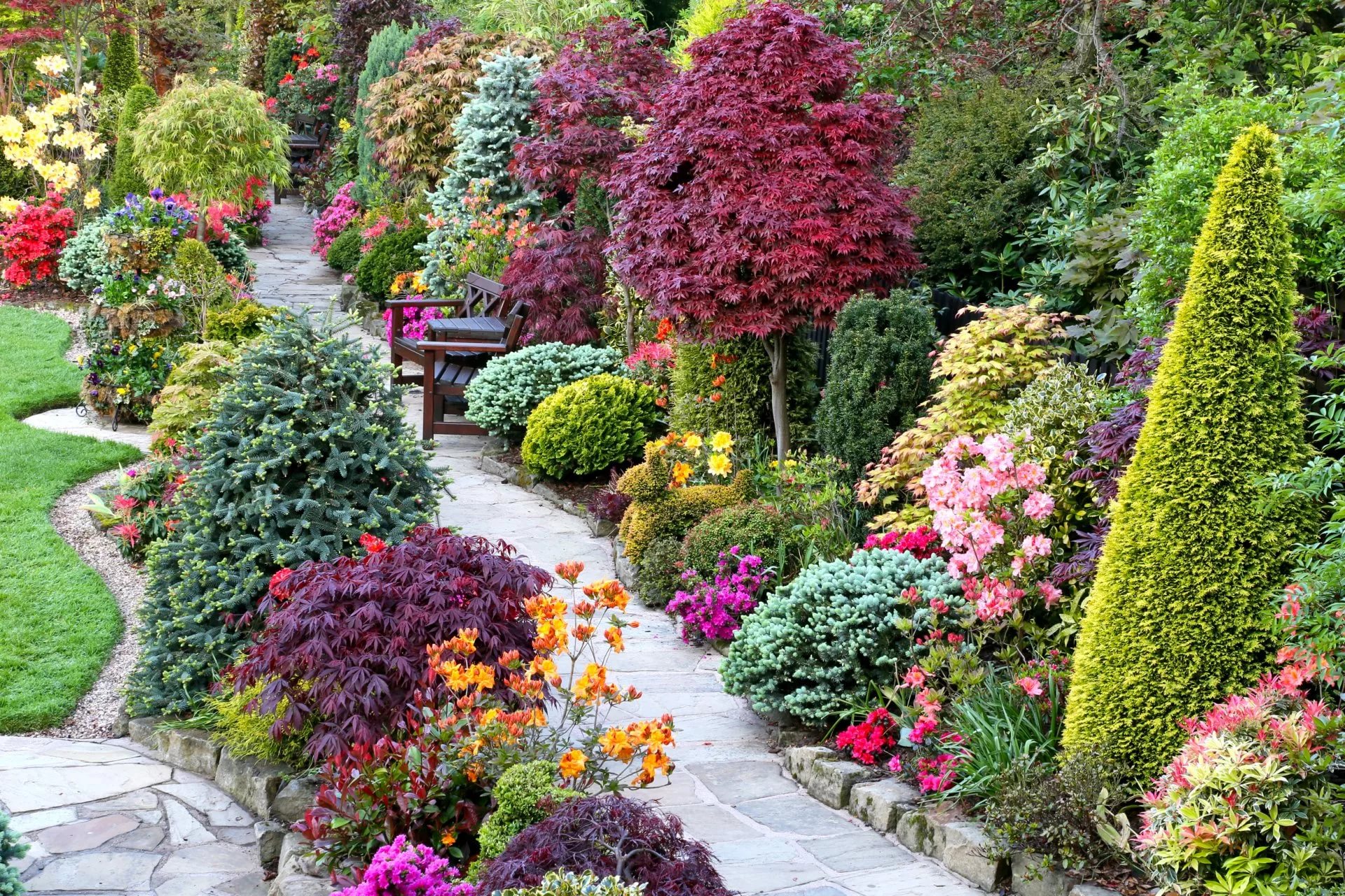 фото красивых кустарников для сада