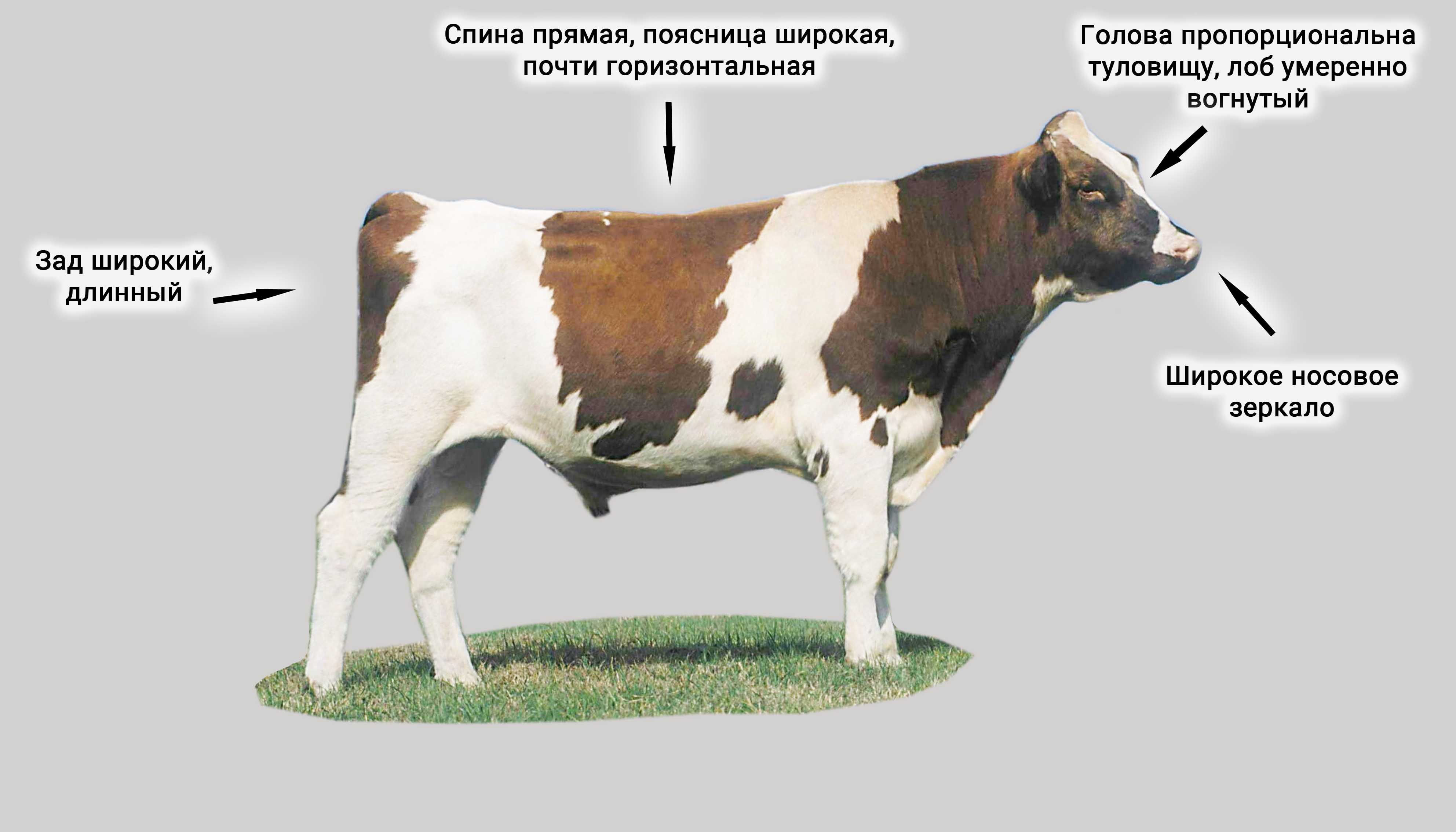 Вес коровы голштинской породы