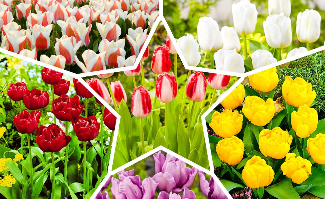 Сорта тюльпанов описание популярных видов различных расцветок особенности ухода за ними
