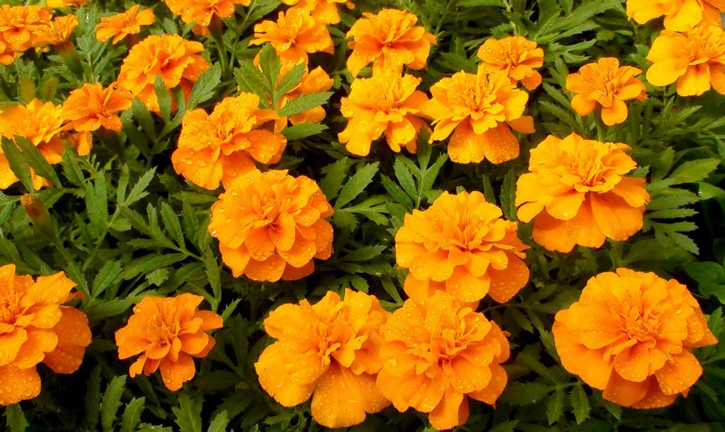 Примула Tagetes Orange