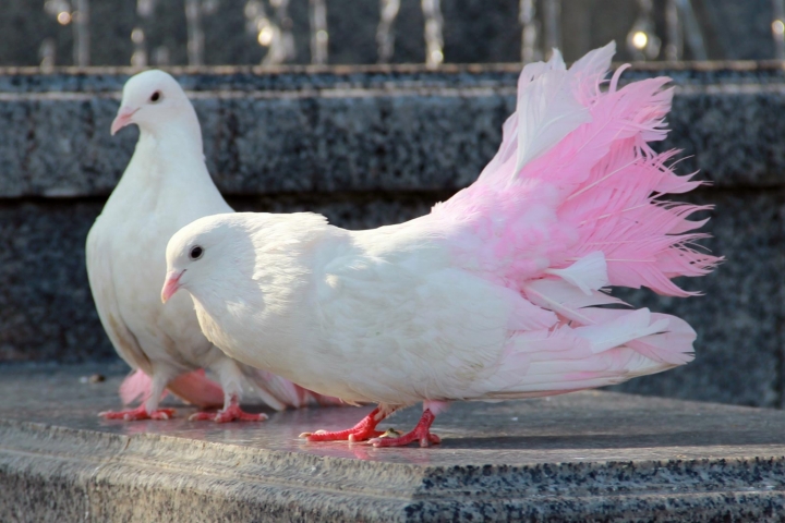 Декоративные голуби (42 фото): обзор пород декоративных голубей и их названия. Особенности панцирных и других разновидностей