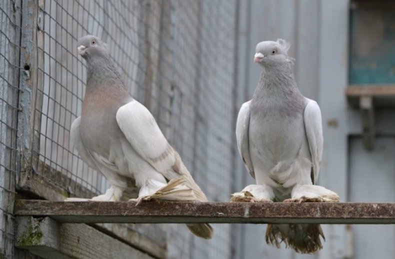 Узбекские голуби (20 фото): особенности бойной породы, двухчубые и декоративные виды