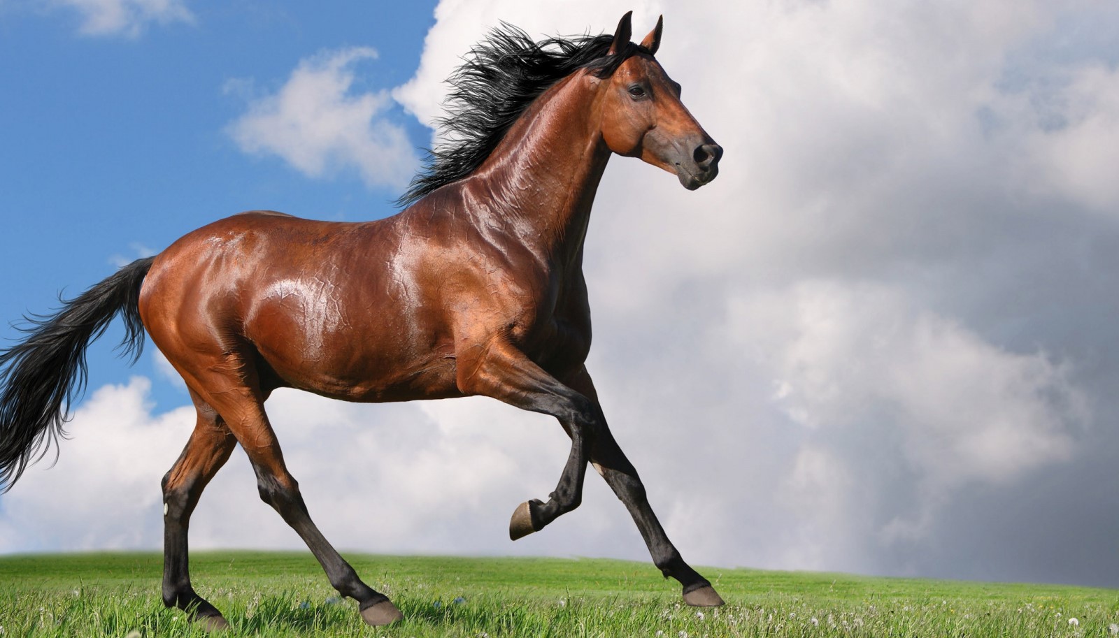 Рыжая лошадь: как называется, описание масти, подходящее имя, фото