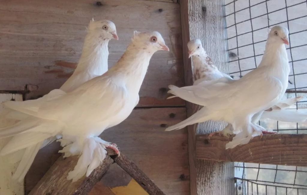 андижанские голуби