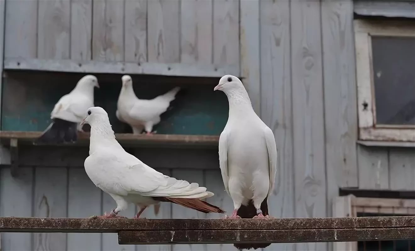 Голуби бакинцы. Бакинские высоколетные голуби. Бакинские цветнохвостые бойные голуби. Голуби бакинцы чернохвостые. Бакинские бойные голуби.