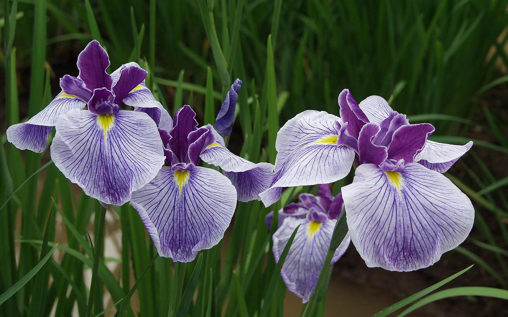 Iris dailey