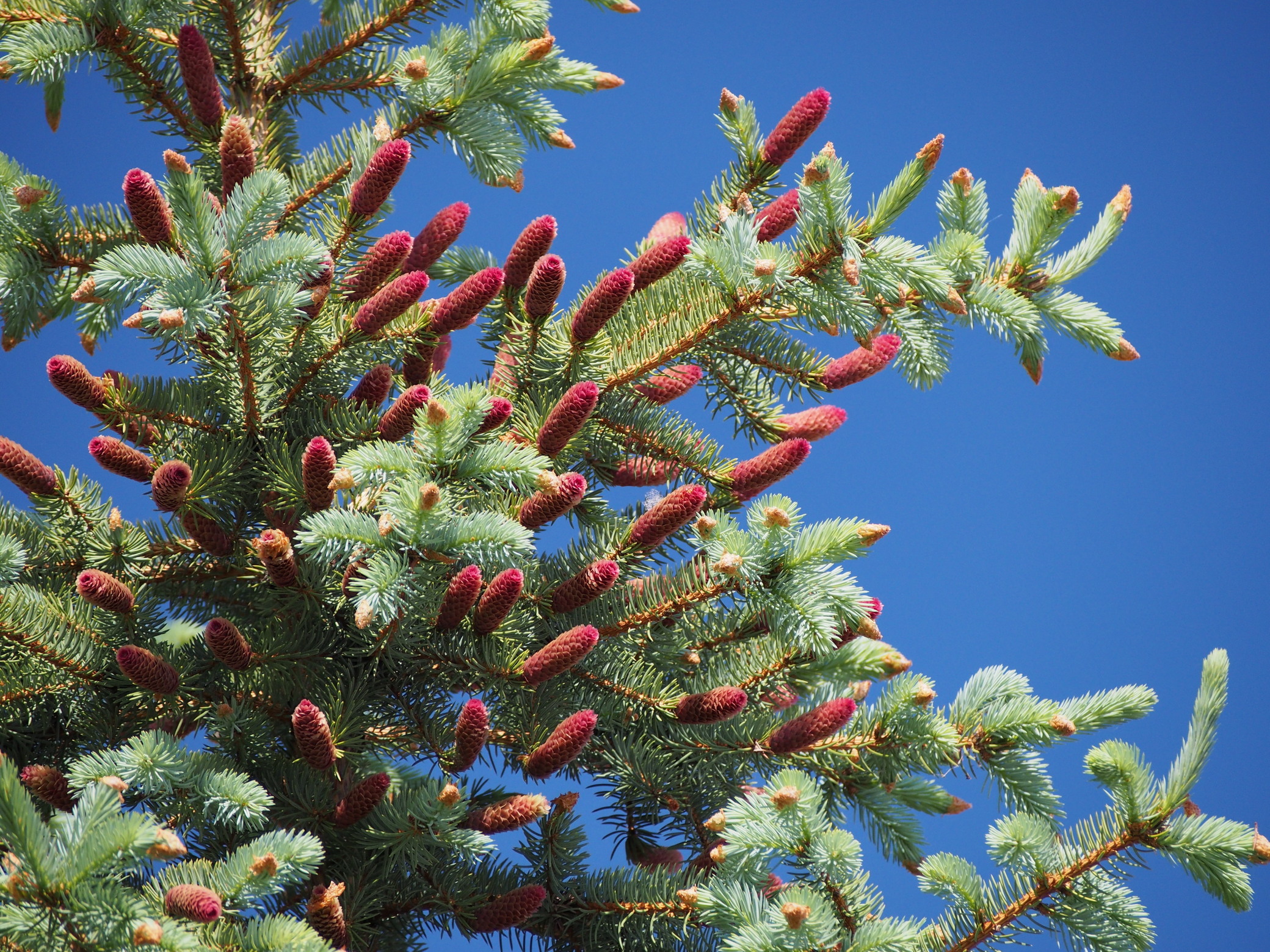 Красные ели в природе. Ель красная Picea Rubens. Ель обыкновенная Рубра. Ель красная Picea Rubens Nova Scotia Canada. Ель Аянская Picea ajanensis.