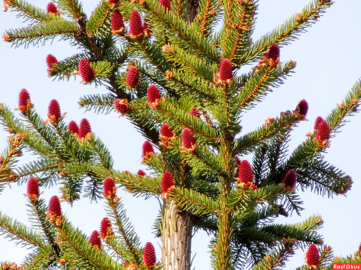 Красные хвойные. Ель Аянская шишки. Ель Сибирская Picea obovata. Ель Аянская дерево. Ель Аянская (Picea jezoensis).