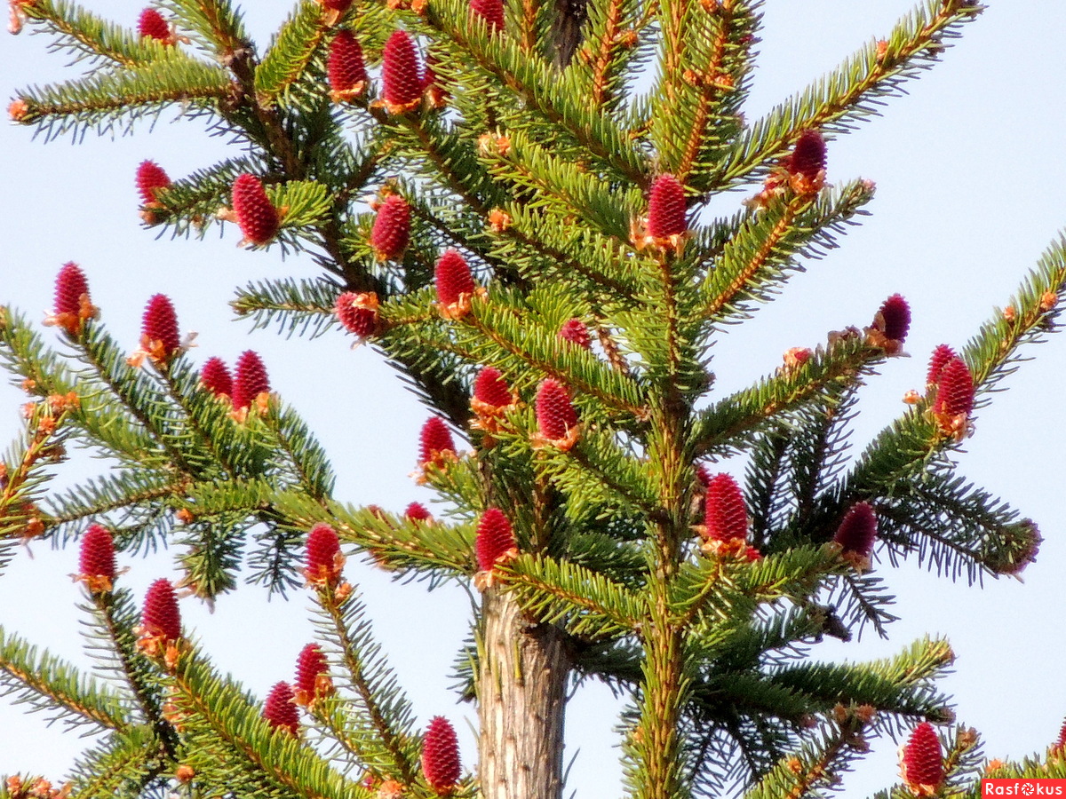 Есть ли елки. Ель Аянская шишки. Ель красная Picea Rubens Nova Scotia Canada. Ель Сибирская цветение. Ель обыкновенная цветение.