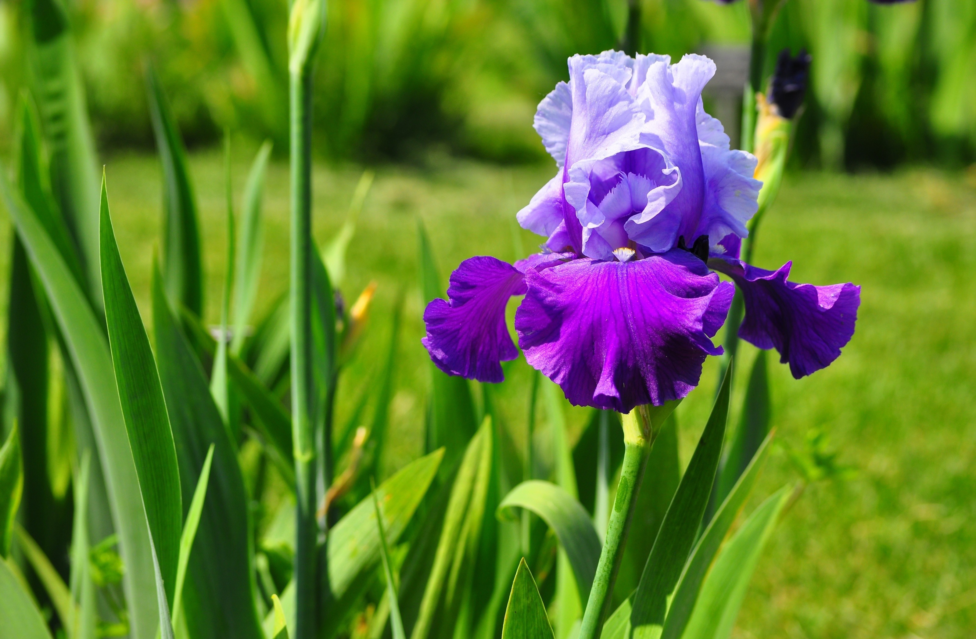 Iris rosendahl