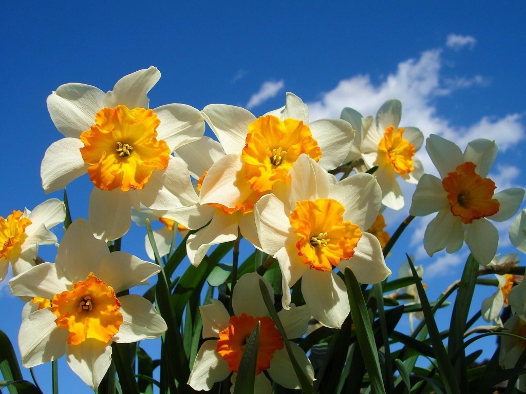 Нарциссы (99 фото): посадка цветка и уход в открытом грунте. Что делать  после цветения со стеблями? Почему не цветет в саду? Выращивание и  размножение