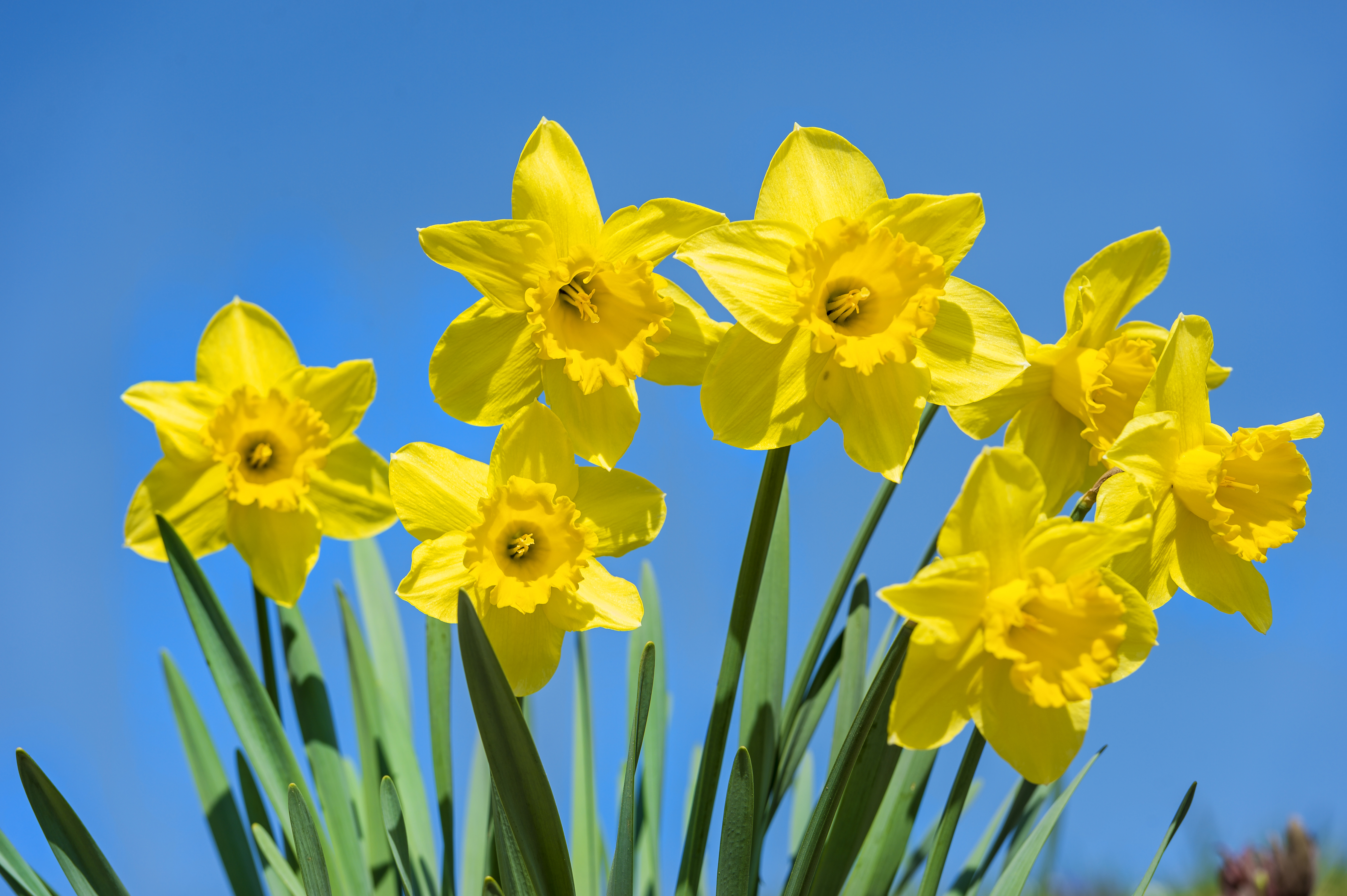 Желтые нарциссы – Yellow Daffodils