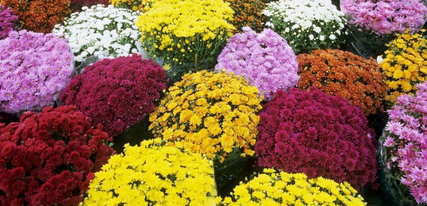 Крупноцветковые хризантемы 44 фото выращивание из семян садовые сорта хризантемы индийской и других видов применение гиббереллина