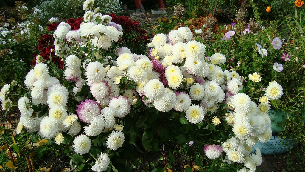 Однолетняя хризантема 39 фото названия сортов садовых цветов посадка хризантемы и уход за ней