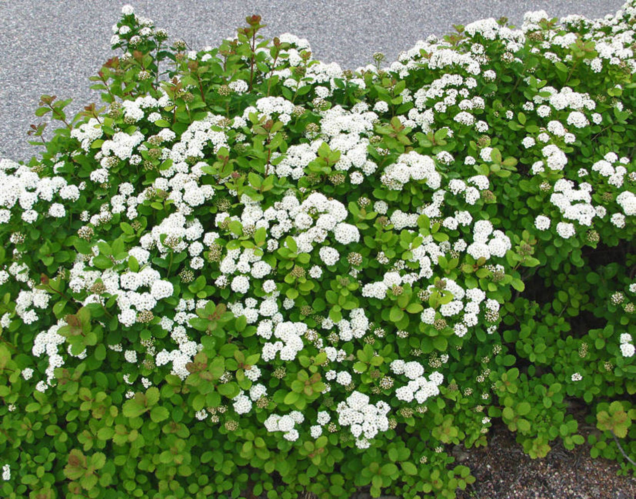 кустарник с белыми мелкими цветами