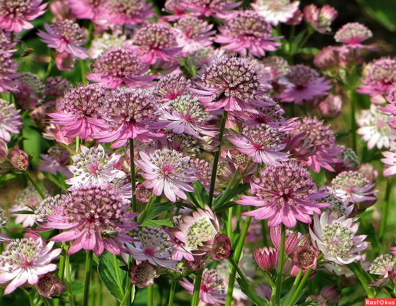 Астранция крупная (Astrantia Major)